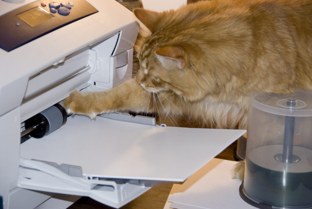 An orange cat sticks their right paw into the printer feed, causing issues, possibly jams